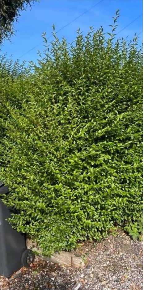 An overgrown privet hedge before trimming